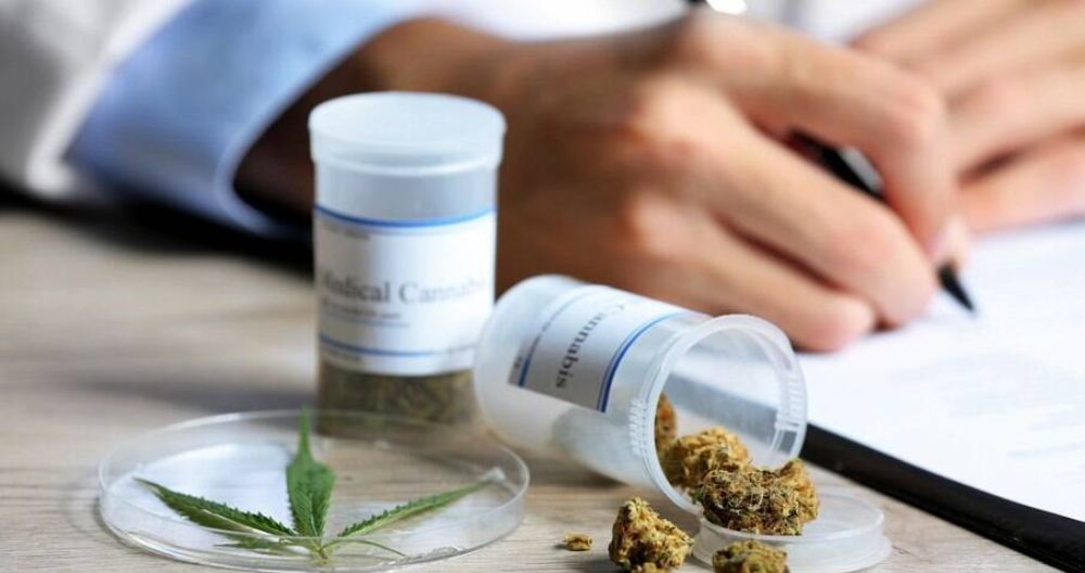 STJ concede liminares para permitir cultivo de Cannabis com fim medicinal sem risco de repressão